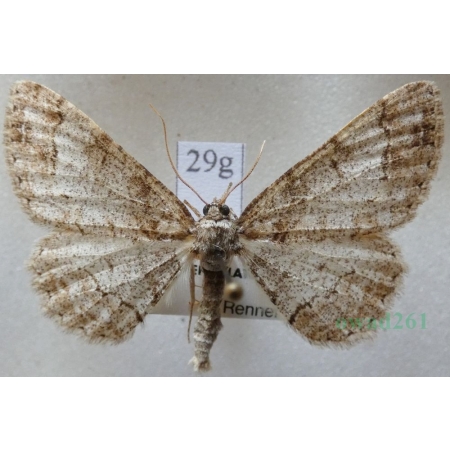 Paradarisa consonaria (Hübner, 1799) male Przylepek zgodniak Czech29g